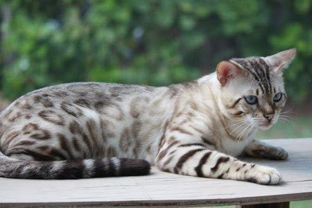 Snow Bengal Kittens