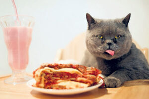 high fiber cat food