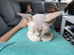 cats with big ears