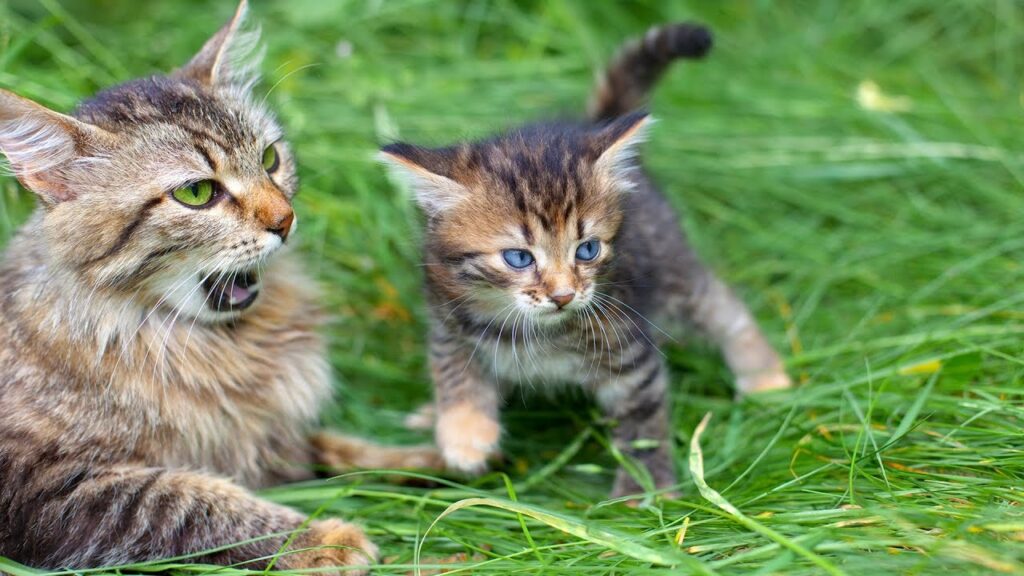 7 Flat Face Cats Breeds That You Need To Know 2 flat face cats