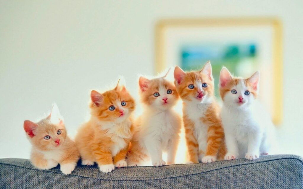Top Famous Cat Names 30+ {Cats Names} 2 famous cat names