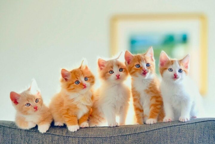 famous cat names