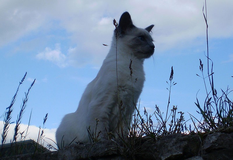 Balinese Cats with High Intelligence Level