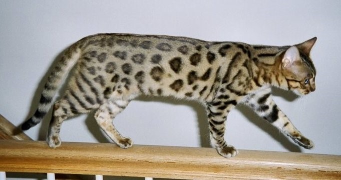 Bengal Smaller Version of Leopard