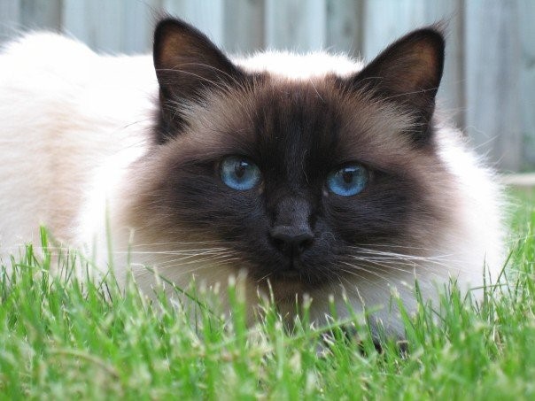 Birman Sacred Cat of Burma 