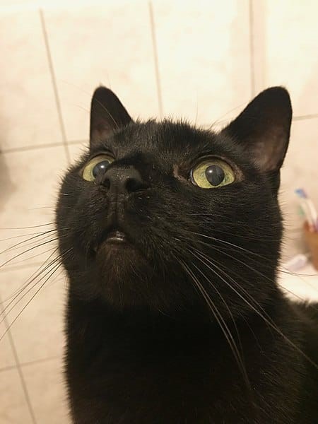 Bombay  Black Cats