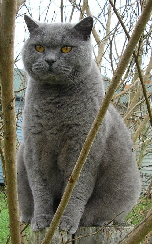 British Shorthair Sweet and Loving Nature Cats