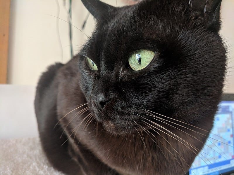 Burmese Loyal Cats