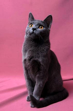 Chartreux Moody Cats