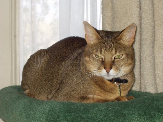 Chausie  Big Wild Cats 