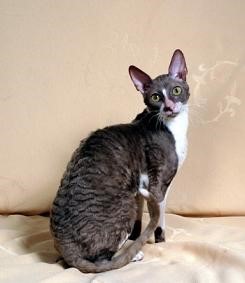 Cornish Rex Curious Cats