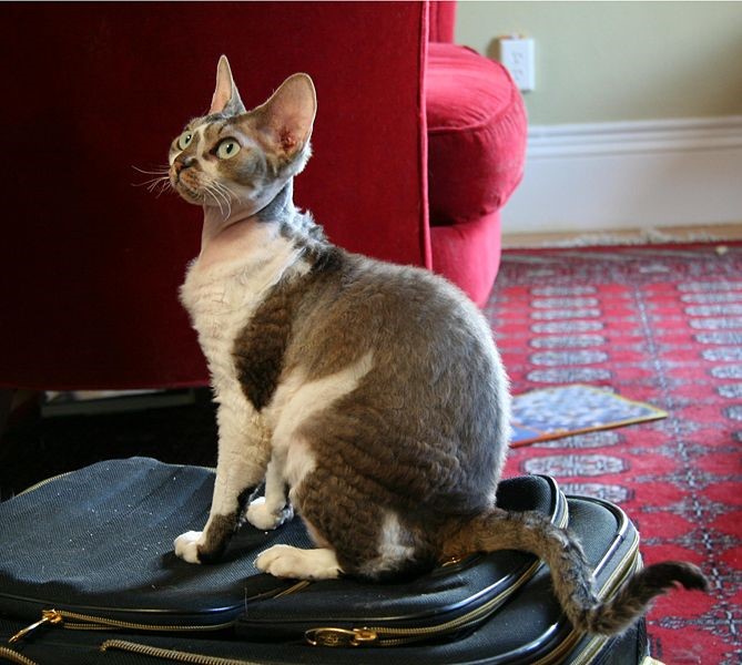 Devon Rex Perfect  Lap Cats 