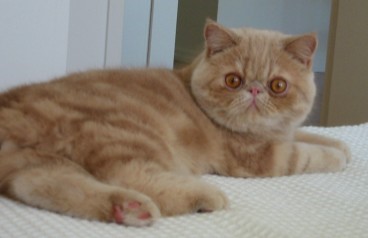 Exotic Shorthair Loving Cats