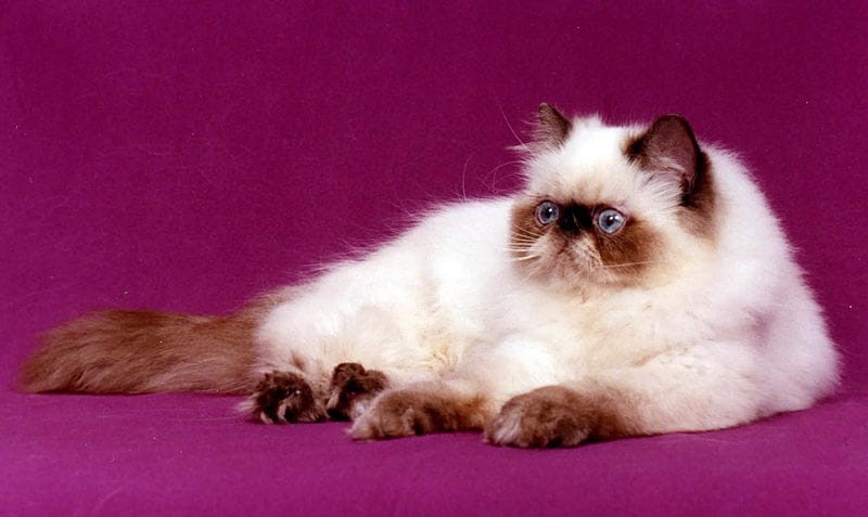 Himalayan Every Body’s Favorite 
