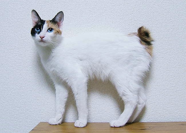 Japanese Bobtail National Cats of Japan