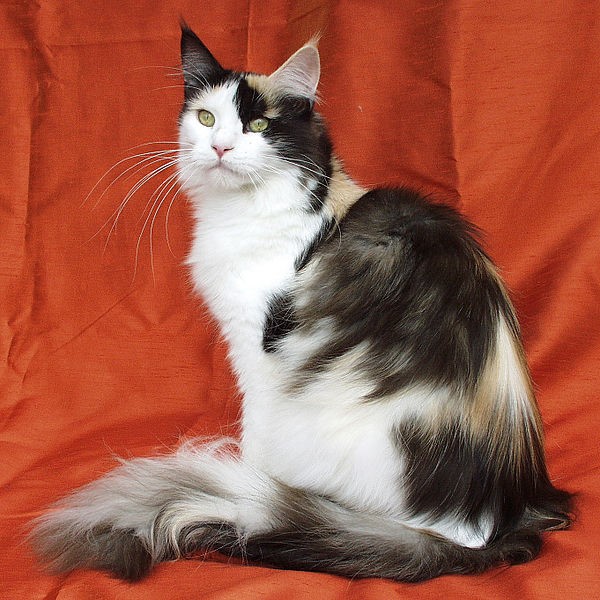 Maine Coon Gentle Giants
