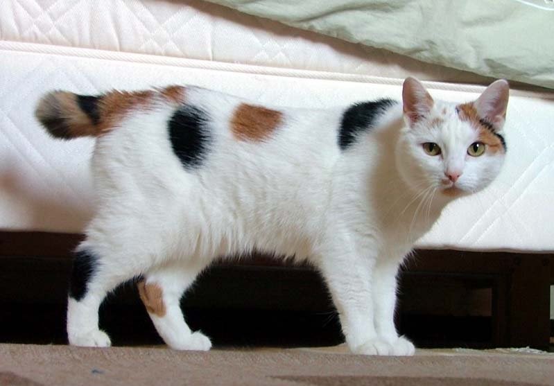 Manx Excellent Hunters