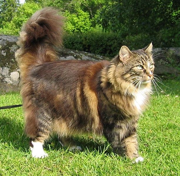 Norwegian Forest Cats with Thick Coat
