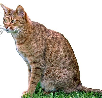 Ocicat Social Cats