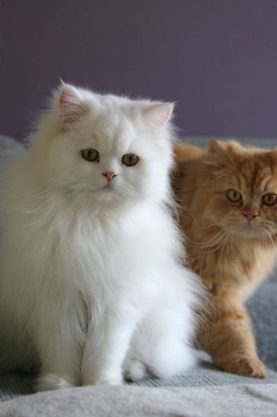 Persian Expensive Cats