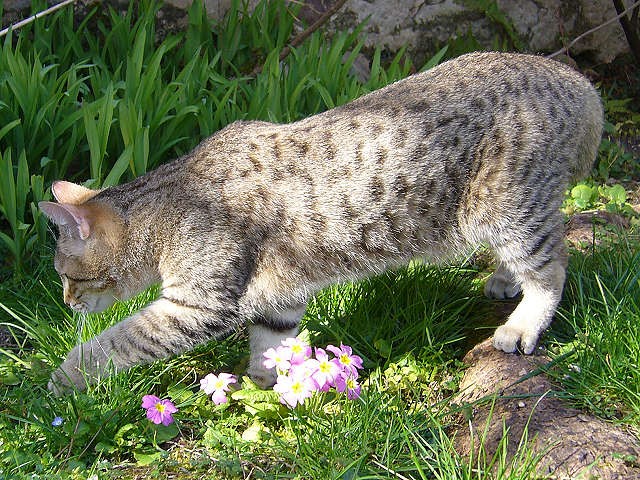 Piexebob From Progeny of Natural Bobcat Hybrid