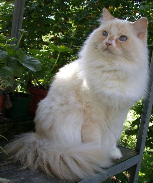 Ragamuffin Rabbit Like Fur