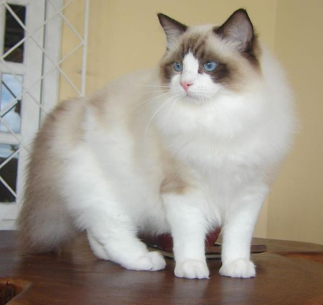 Ragdoll Perfect Lap Cat