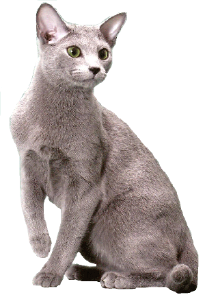 Russian Blue Archangel Blue Cats