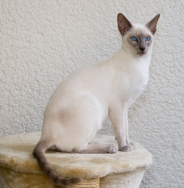 Siamese Cats in Demand