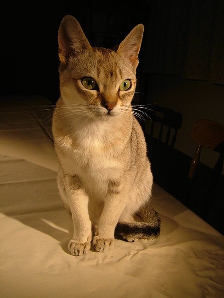 Singapura Short Cats Breed