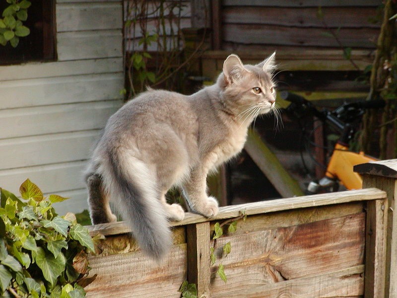 Somali Fox like Cats