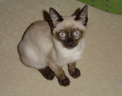 Tonkinese Attention seeking kitties
