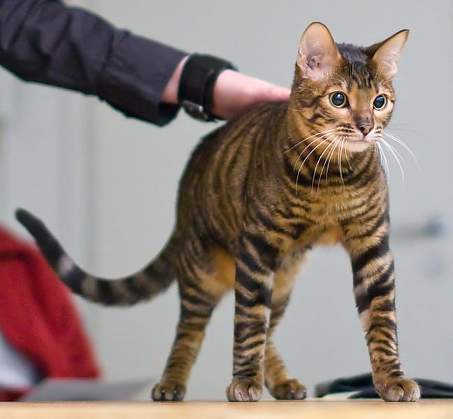 Toyger Toy Tiger