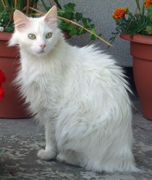 Turkish Angora Ankara cats