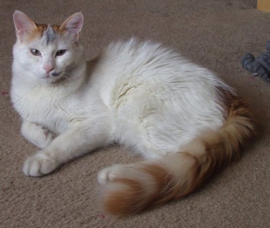 Turkish Van Great Swimmers