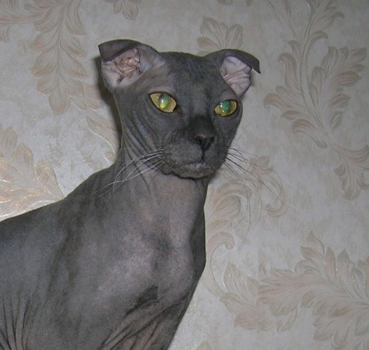 Ukrainian Levkoy Dog Like Cats