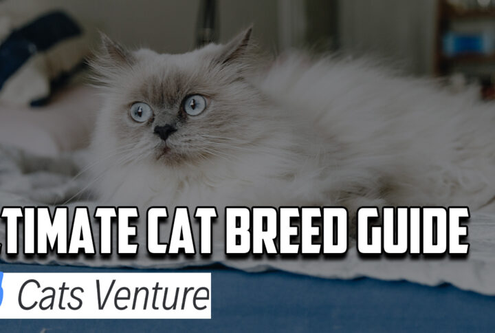 40 Most Popular Cat Breeds Across The Globe [Ultimate Guide 2022]