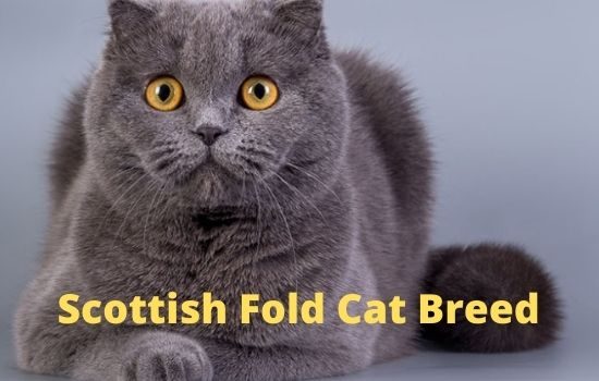 Scottish Fold Cat Breed