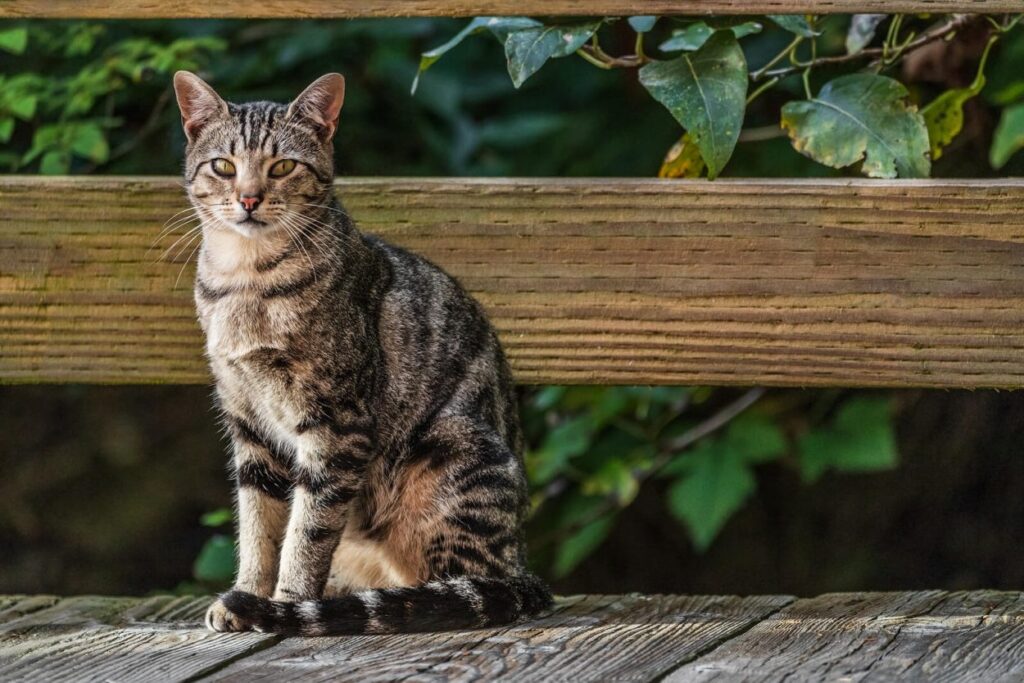 American Short Hair Cat Breed | Facts and Characteristics 2022
