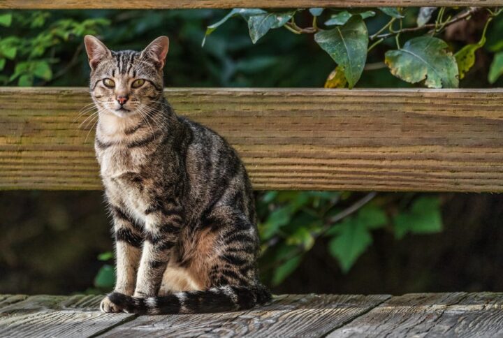 American Short Hair Cat Breed | Facts and Characteristics 2022 2 American Short Hair Cat Breed | Facts and Characteristics 2022