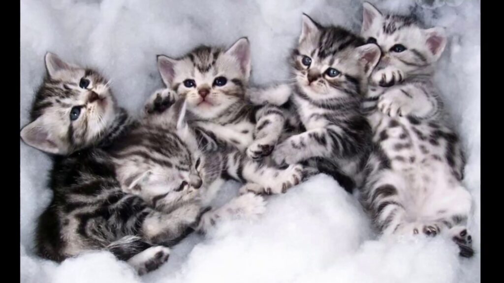 American Short Hair Cat Breed | Facts and Characteristics 2022 3 American Short Hair Cat Breed info