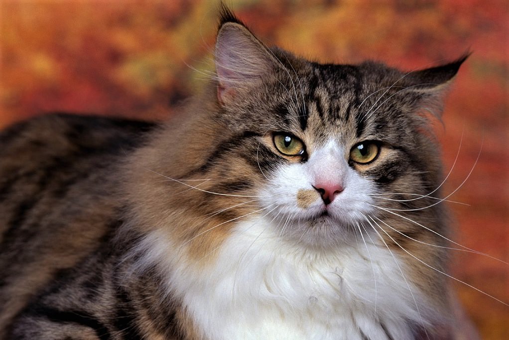 Cat Eye Problems Causes, Symptomps and Treatment 2 Cat Eye Problems