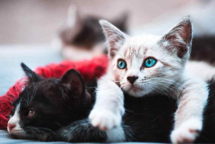 Scabiesin cat