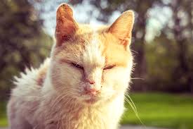 Scabies in Cats