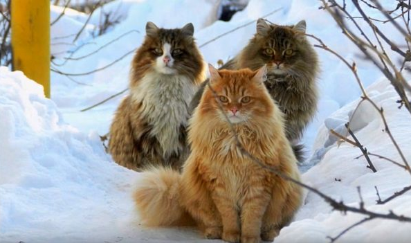 Siberian Forest Cat Breed | Information, Facts and Characteristic 3 Siberian forest cat breed Information
