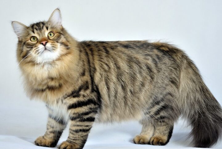 Siberian Forest Cat Breed | Information, Facts and Characteristic [2020]