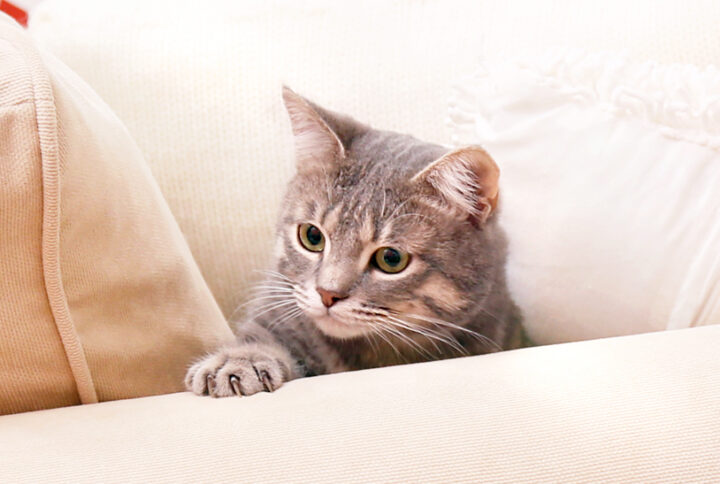 Stop cat from scratching