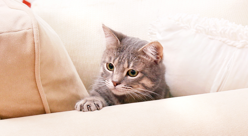 How to Stop Cats From Scratching Furniture 3 Stop cat from scratching