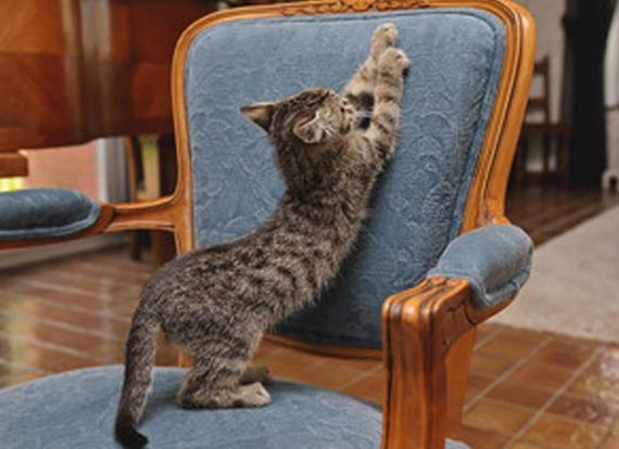 How to Stop Cats From Scratching Furniture 2 How to Stop Cats From Scratching Furniture