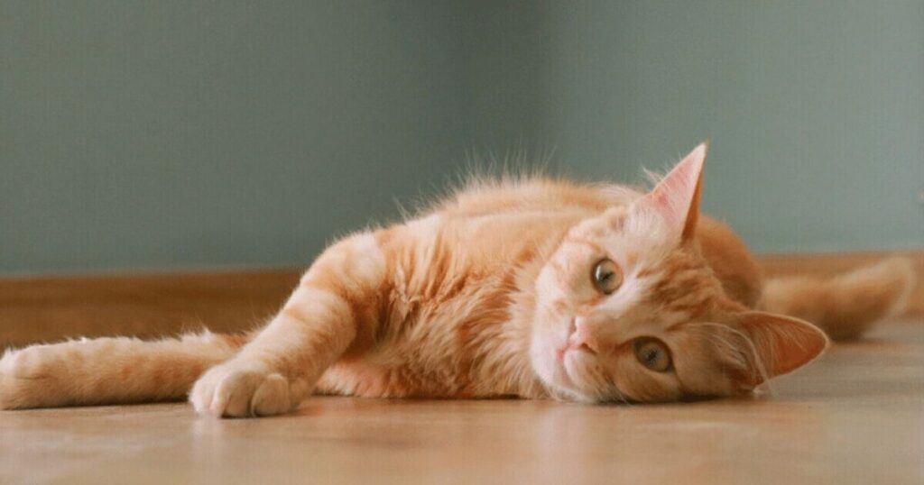 Laxative For Cats | Constipation Symptoms and Treatments 2 Laxative For Cats